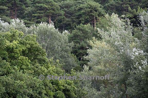 forest edge provence graphic